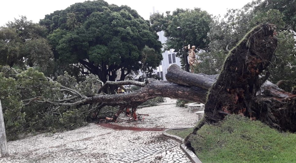 arvore cai na praça fausto cardoso