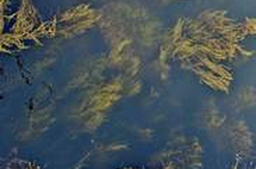 Algas marinhas impulsionam mercado de bioestimulantes na agricultura brasileira