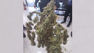 maconha / Foto: Foto: SSP/ Ascom