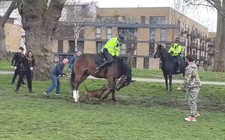 Cachorro persegue e ataca cavalo montado por policial em Londres: 'enlouqueceu'; veja vídeo