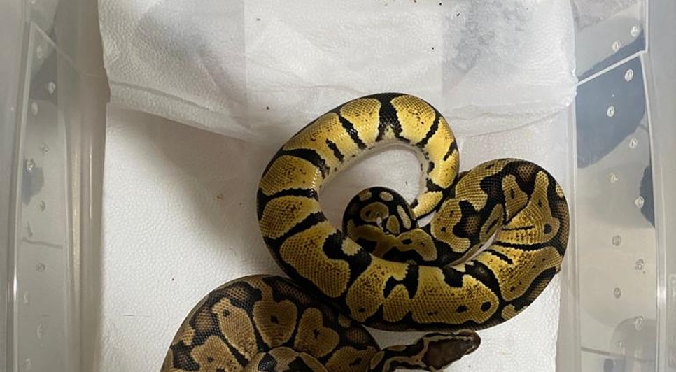 cobra apreensão PF