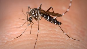 Dengue / Foto: Google