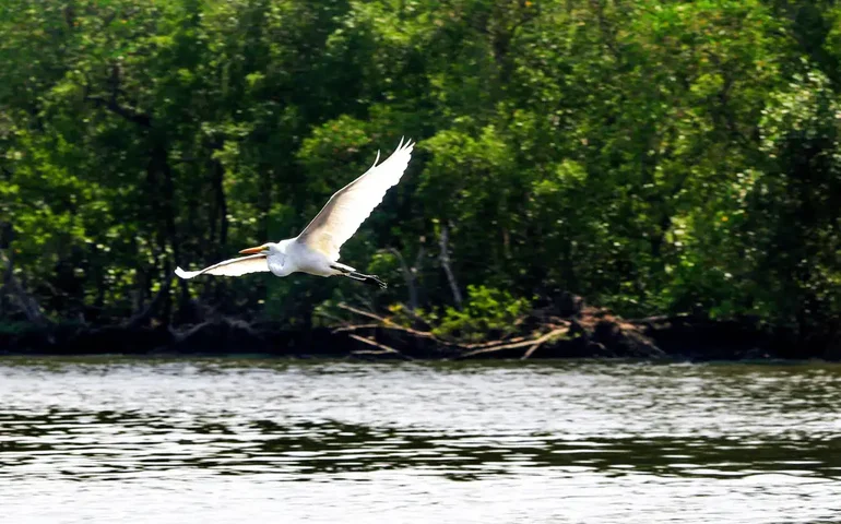Garça resgatada com copo plástico no pescoço volta à natureza