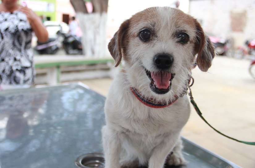 Arapiraca: prefeitura divulga pontos de vacinação para cães e gatos no sábado, 8