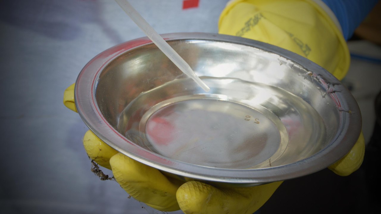 Especialista explica porque os casos da dengue aumentam no verão