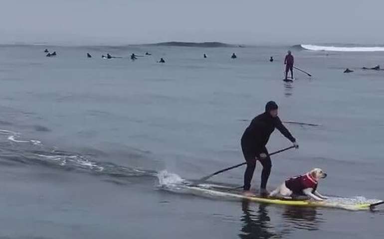 ‍ Atletas de quatro patas: cães surfistas impressionam espectadores nos EUA