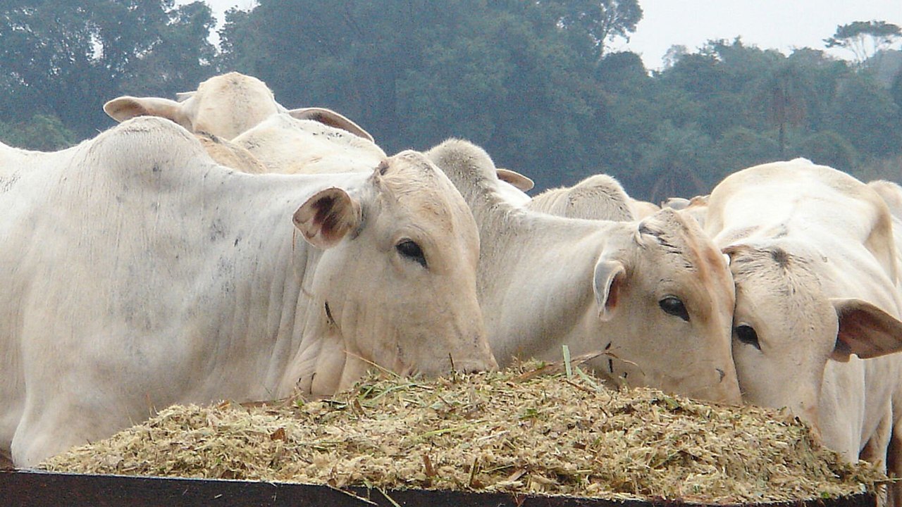 Ministério da Agricultura investiga morte de centenas de animais após uso de vacina