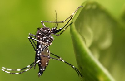Proteja-se: saiba os seis bairros com maior incidência de casos de dengue em Arapiraca