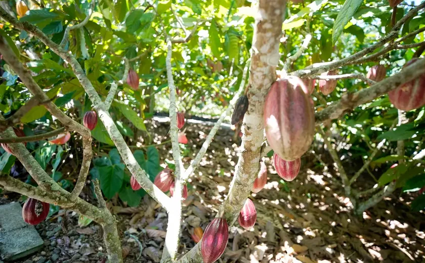 Produtoras de café e cacau contam como lidam com mudanças climáticas