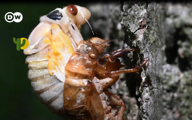 [VÍDEO] Cigarras são alimento sustentável, exótico… e gostoso?