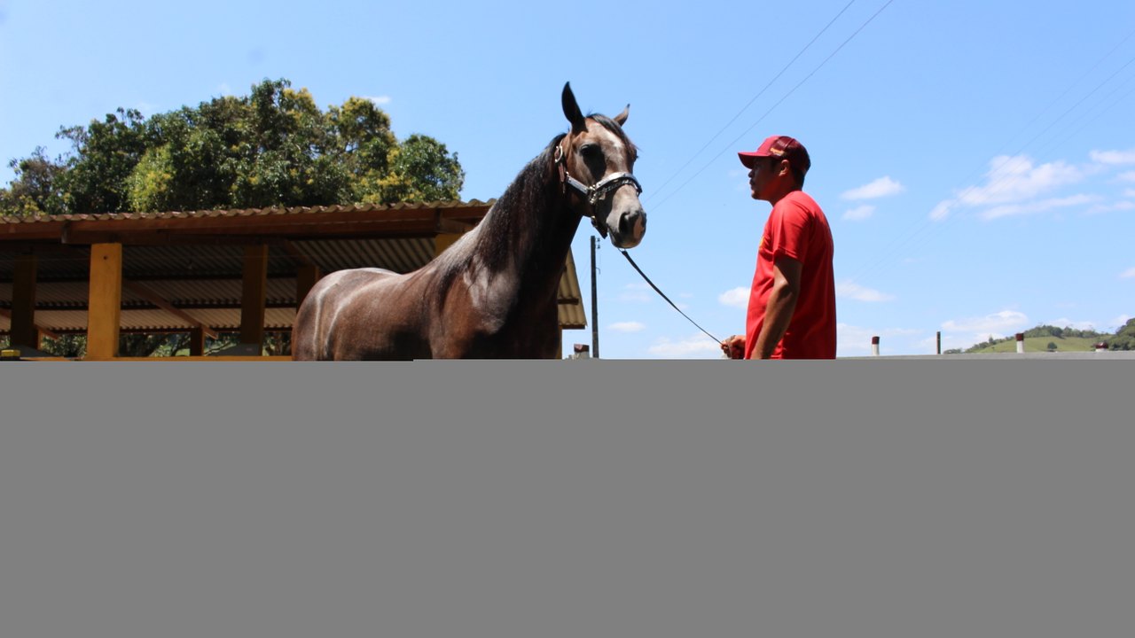 7º Alagoas Quarter Horse vai valorizar produção alagoana