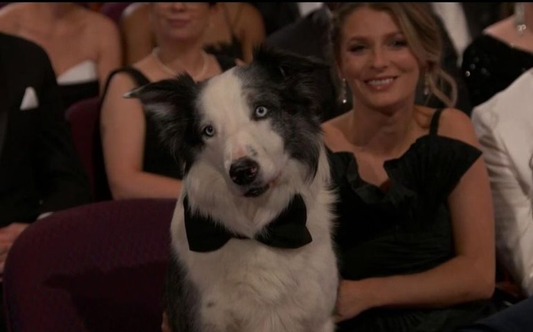 Cão ator vive dias de celebridade em Hollywood