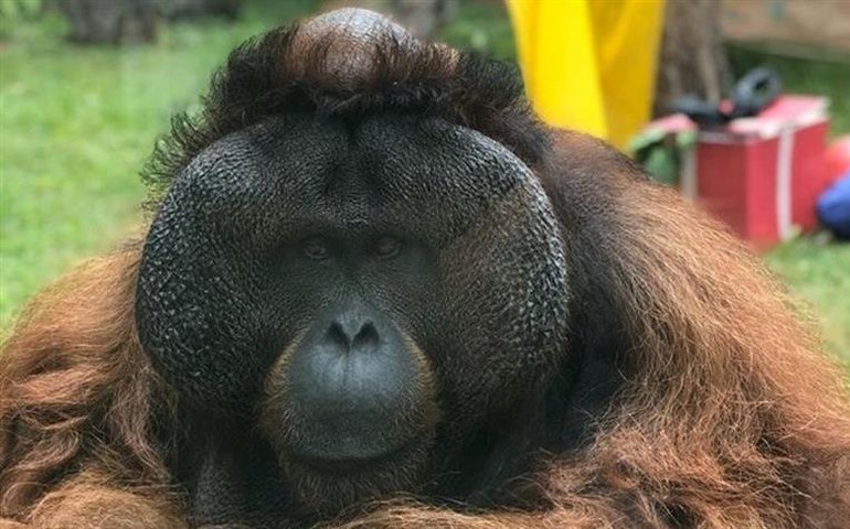 Isolado no zoo, Sansão sente falta de visitas