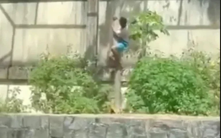 'Ela fez apenas o que uma leoa faz', diz bióloga sobre ataque a jovem que invadiu jaula de zoo