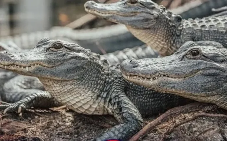 Córrego na área urbana de Arapiraca está infestado de jacarés