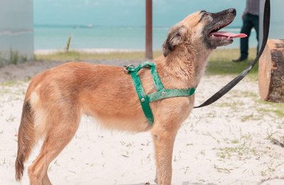 Gabinete da Causa Animal e UVZ realizam Feira de Adoção na Rua Aberta no domingo (24)