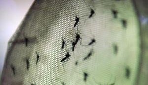 dengue.jpg