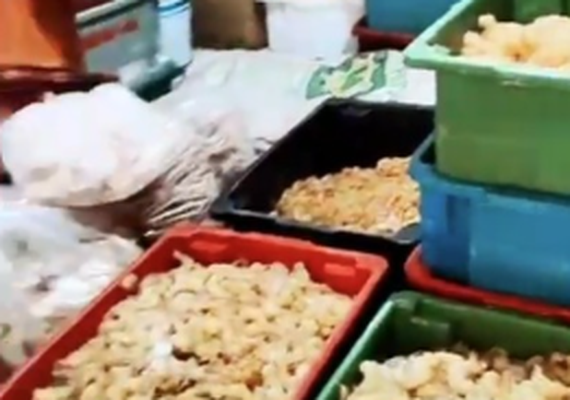 Operação Frutos do Mar da PCAL desarticula organização criminosa que aplicava golpes em Alagoas e Pernambuco