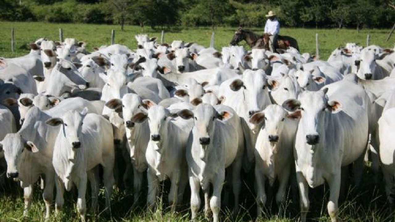 Adeal alerta sobre obrigatoriedade de vacinação contra brucelose