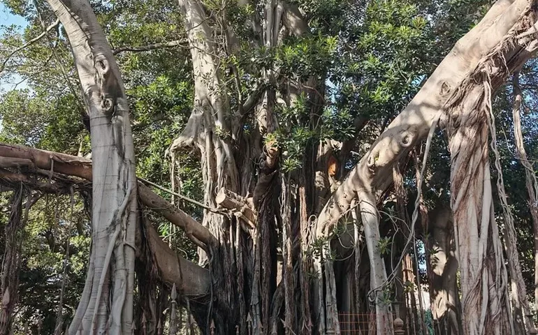 Cidade na Itália se mobiliza para salvar uma das maiores árvores da Europa
