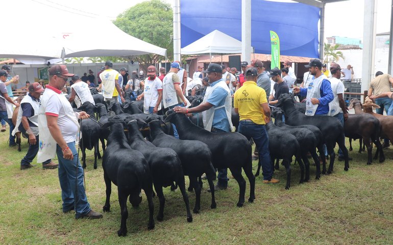 Alagoas vai receber mais de 700 ovinos na Nacional do Santa Inês durante a 73ª Expoagro