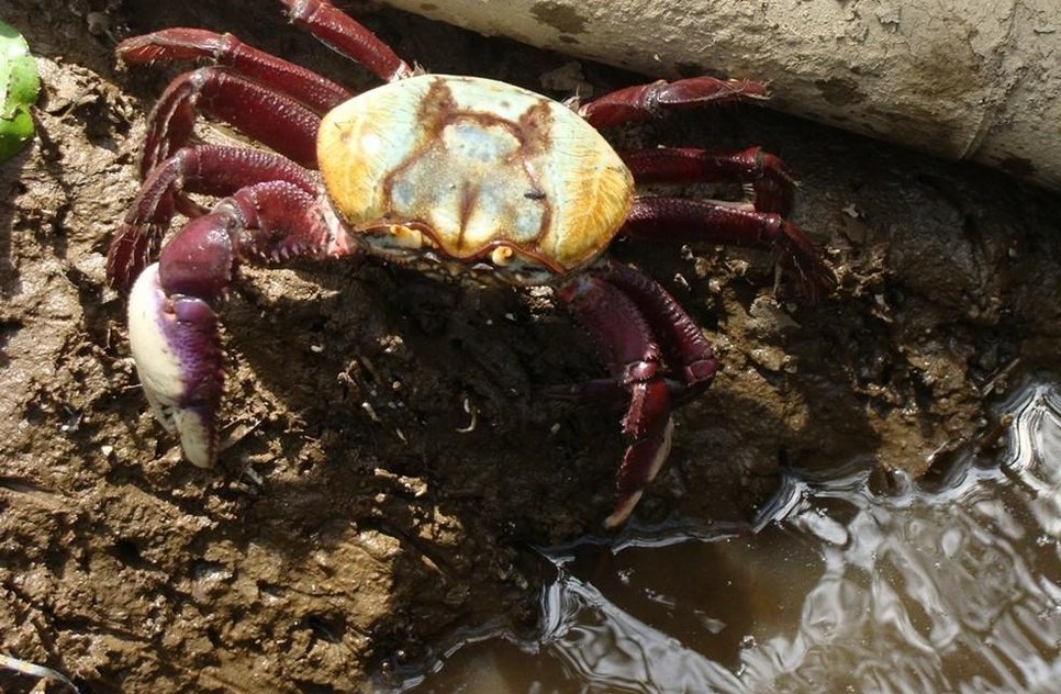 caranguejo uça