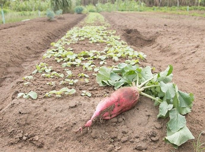 Produtor deixa de usar agrotóxicos e recupera solo da propriedade