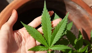 cannabis-5003423 / Foto: Foto: lovingimages/pixabay