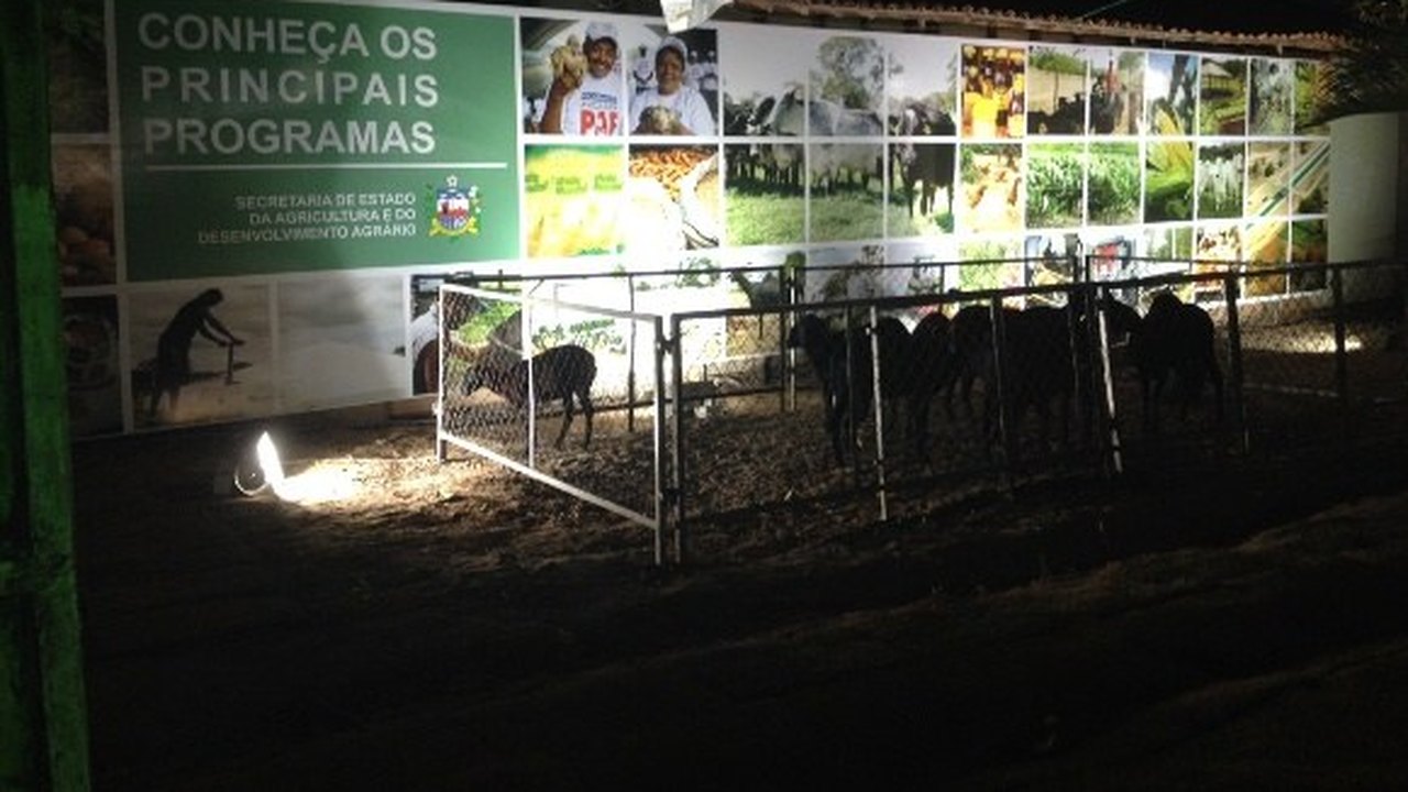 Programa Mais Ovinos é destaque na 64ª edição da Expoagro em Alagoas