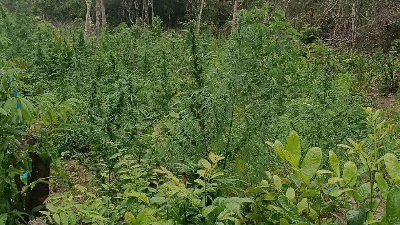 PM presta apoio à PF e flagra plantação com mais de 4 mil pés de maconha