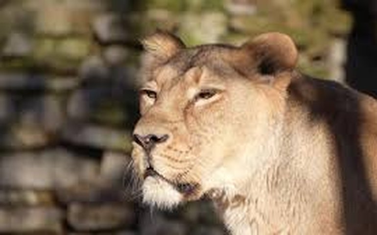 As rainhas Noah e Umid: leoas que encantam o Zoológico de Moscou