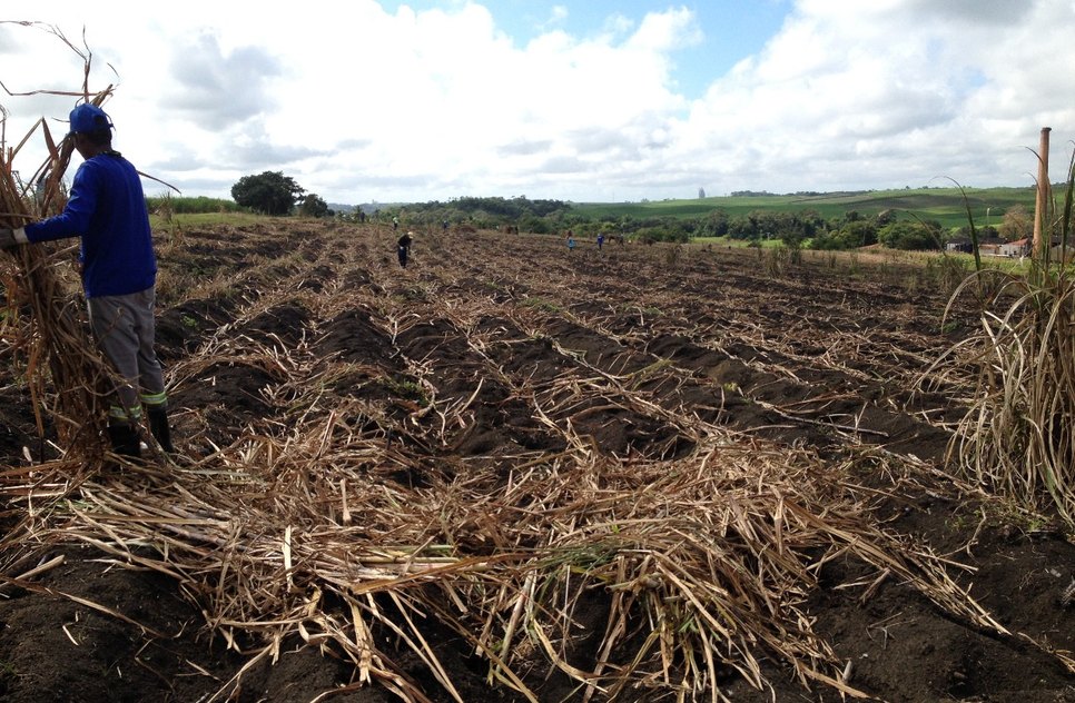 CANA DE AÇÚCAR / Foto: Serviço Nacional de Aprendizagem Rural 