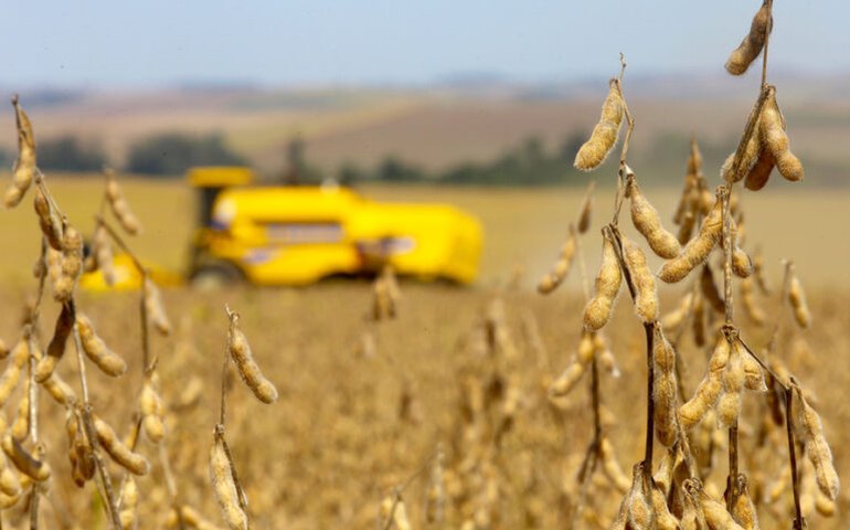 Preço de grãos pode recuar com supersafra brasileira, mas carnes devem subir este ano