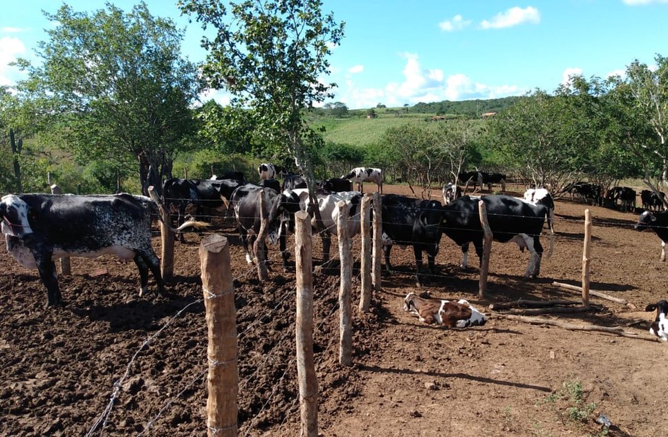 Vacinação contra Febre Aftosa é prorrogada até o próximo dia 16