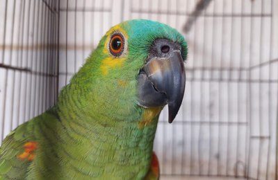 Operação Curupira intensifica ações na APA de Murici e apreende mais de 300 aves