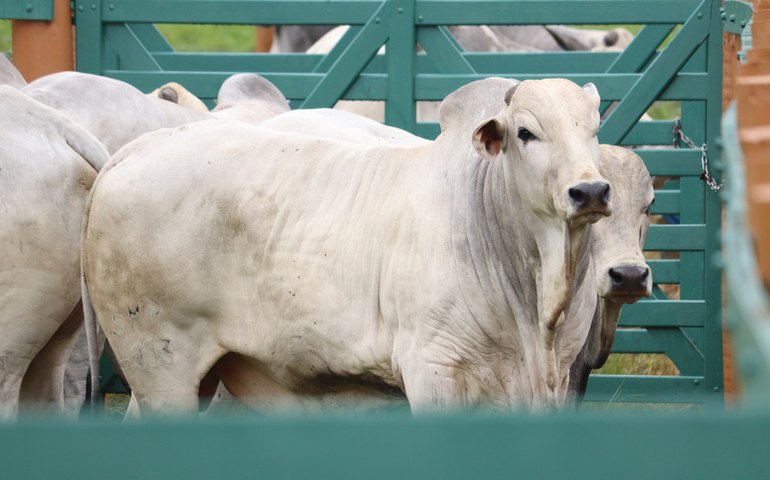 Nelore SMP recebe criadores na Fazenda Flor da Serra para o Leilão Mega Touros
