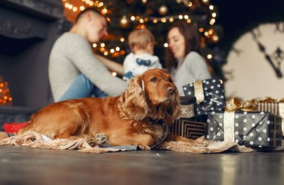 Ansiedade sonora pode traumatizar os cães e gatos no final de ano. Especialista orienta