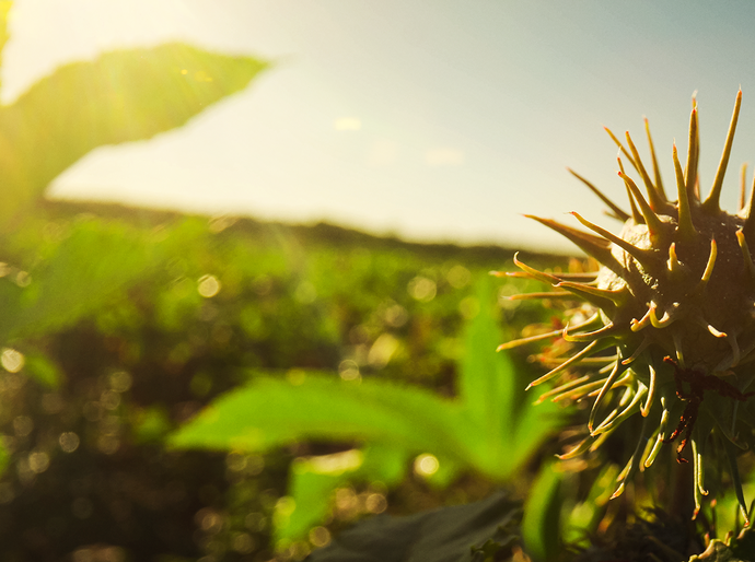 Agricultura tropical e regenerativa ganham espaço na transição climática após COP30