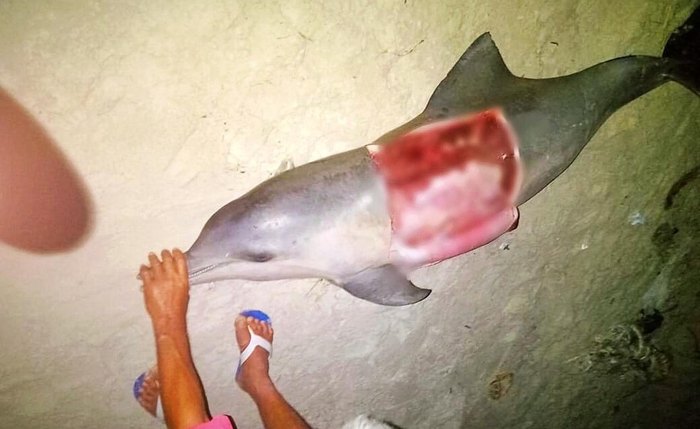 Animal foi encontrado morto