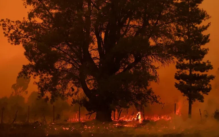 Incêndios florestais no Chile deixam pelo menos 19 mortos e destroem mais de mil casas