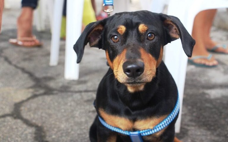 Cães e gatos são castrados em mais uma ação do Programa Castra Pet em Penedo