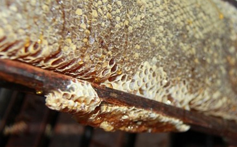 Apicultura do Estado pretende retomar crescimento e ampliar mercado