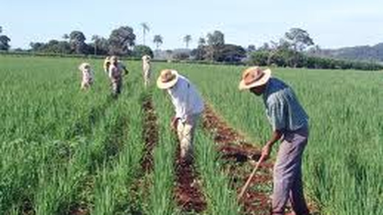 Valor da Produção Agropecuária previsto para 2015 é de R$ 477,5 bilhões