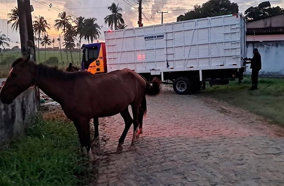 BPRv-recolhe-11-animais-soltos-em-rodovias-de-Sergipe-durante-operacao-foto-bprv-1 / Foto: Foto: BPRv