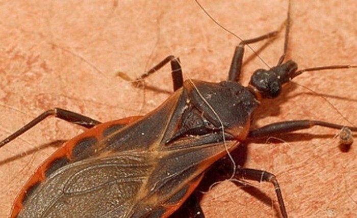 Inseto conhecido como barbeiro ou chupão pode transmitir a Doença de Chagas