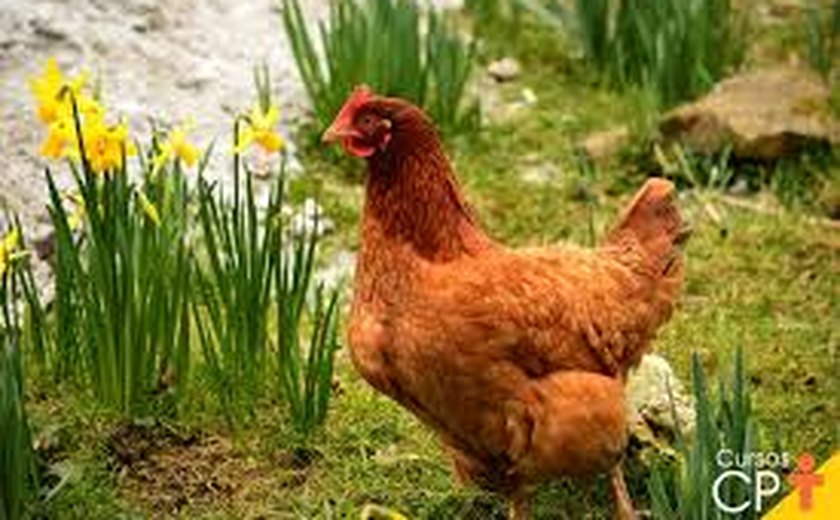 Jovem é morto após briga com vizinho por causa de galinha em Maceió