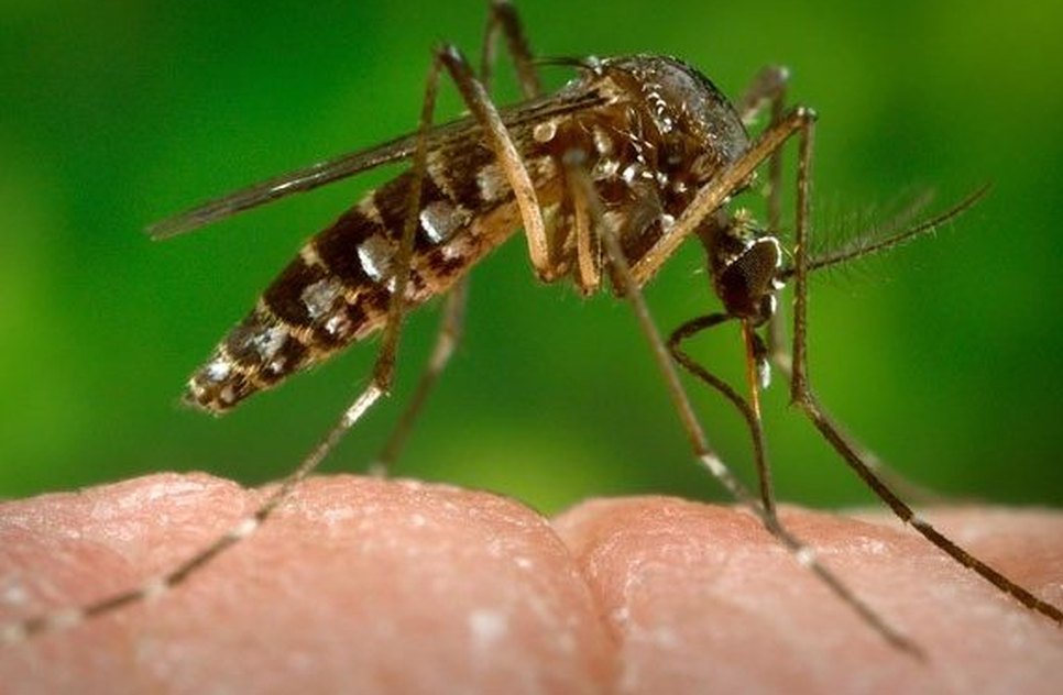 aedes