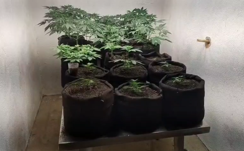 Polícia Civil estoura laboratório usado para cultivo e refinamento de maconha em Maceió