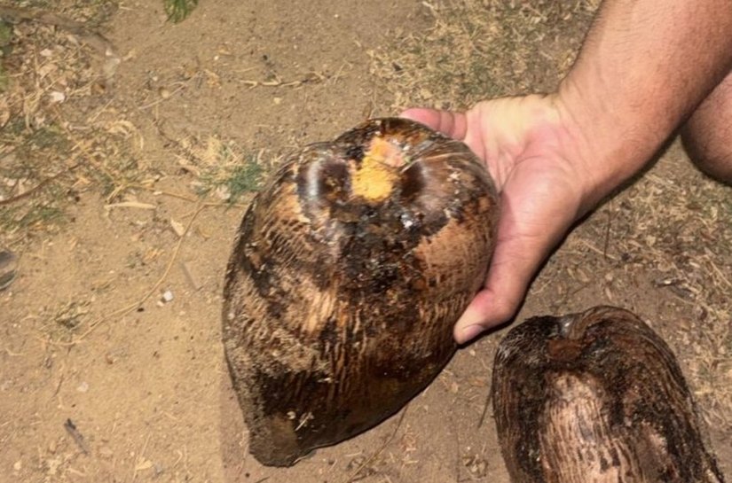 M﻿﻿﻿enina de 10 anos sofre traumatismo craniano após ser atingida por coco no Litoral Norte