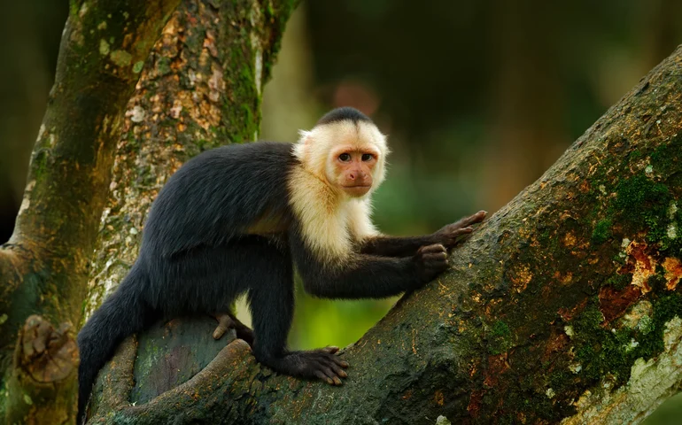 Reis da floresta urbana: macacos-prego intrigam a ciência e desafiam moradores do Rio na convivência